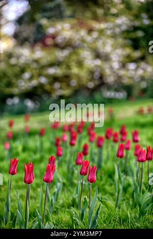 tulip Pieter de Leur, Tulip Pieter de Leur, tulipani rossi, tulipani nel prato, tulipani intrecciati nel prato, tulipani che crescono nell'erba, tulipani che crescono nell'erba Foto Stock