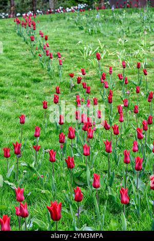 tulip Pieter de Leur, Tulip Pieter de Leur, tulipani rossi, tulipani nel prato, tulipani intrecciati nel prato, tulipani che crescono nell'erba, tulipani che crescono nell'erba Foto Stock