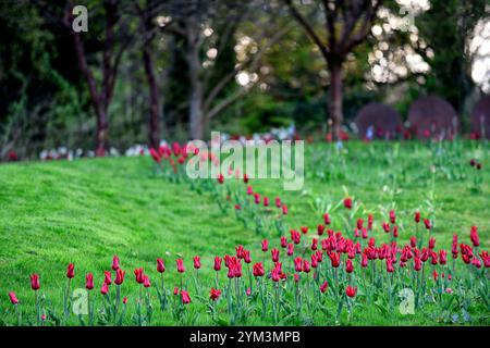 tulip Pieter de Leur, Tulip Pieter de Leur, tulipani rossi, tulipani nel prato, tulipani intrecciati nel prato, tulipani che crescono nell'erba, tulipani che crescono nell'erba Foto Stock