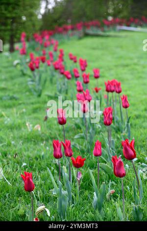 tulip Pieter de Leur, Tulip Pieter de Leur, tulipani rossi, tulipani nel prato, tulipani intrecciati nel prato, tulipani che crescono nell'erba, tulipani che crescono nell'erba Foto Stock