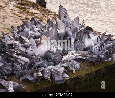Piccioni selvatici o Doves di roccia (Columba livia) che si nutrono e si arrampicano l'uno sull'altro mentre competono per il cibo Foto Stock