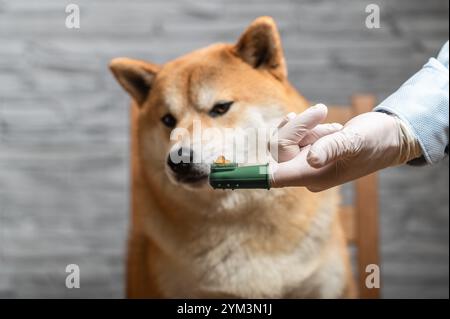 La mano della persona con guanti protettivi bianchi tiene lo spazzolino verde con gel dentario davanti al cane rosso Shiba Inu. Concetto di igiene degli animali domestici. Foto Stock