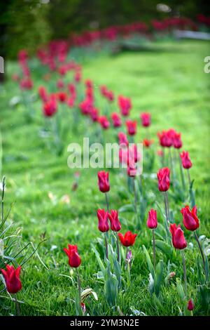 tulip Pieter de Leur, Tulip Pieter de Leur, tulipani rossi, tulipani nel prato, tulipani intrecciati nel prato, tulipani che crescono nell'erba, tulipani che crescono nell'erba Foto Stock