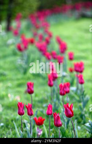 tulip Pieter de Leur, Tulip Pieter de Leur, tulipani rossi, tulipani nel prato, tulipani intrecciati nel prato, tulipani che crescono nell'erba, tulipani che crescono nell'erba Foto Stock