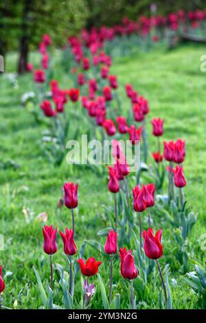 tulip Pieter de Leur, Tulip Pieter de Leur, tulipani rossi, tulipani nel prato, tulipani intrecciati nel prato, tulipani che crescono nell'erba, tulipani che crescono nell'erba Foto Stock