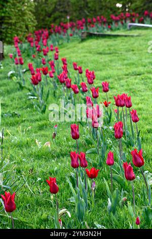 tulip Pieter de Leur, Tulip Pieter de Leur, tulipani rossi, tulipani nel prato, tulipani intrecciati nel prato, tulipani che crescono nell'erba, tulipani che crescono nell'erba Foto Stock