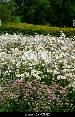 Astrantia roma, Leucanthemum vulgare, margherita, dasie, prato di fiori selvatici astrantia e margherita, fiori selvatici, astrantia roma e Leucanthemum vulgare, bianco e p Foto Stock