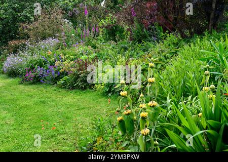 Phlomis,Euphorbia characias,nepeta nepeta sei colline gigante,geranio,astilbe,confine misto,confine misto perenne,letto misto,giardino,lungo confine perenne, Foto Stock