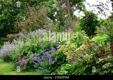 Euphorbia characias,nepeta nepeta sei colline giganti,geranio,astilbe,confine misto,confine misto perenne,letto misto,giardino,RM Floral Foto Stock