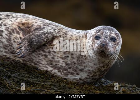 Rilassante foca comune/foca del porto (Phoca Vitulina) sulla costa atlantica dell'isola di Skye vicino a Dunvegan in Scozia, Regno Unito Foto Stock