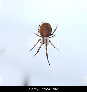 Ragno settoriale argentato (Zygiella x-notata) Foto Stock