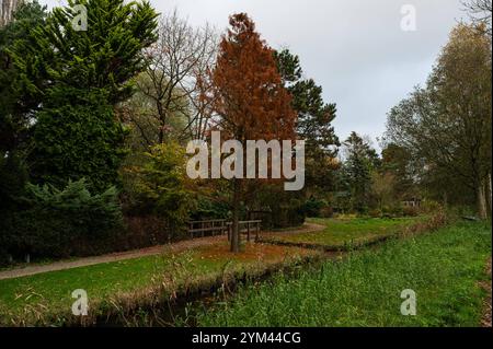 Colori autunnali al parco cittadino Volkstuinbeweging di Amsterdam, Paesi Bassi, 14 novembre 2024 Foto Stock