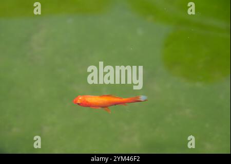 Un singolo pesce arancione scivola con grazia attraverso le acque verdi di una fontana pubblica Foto Stock