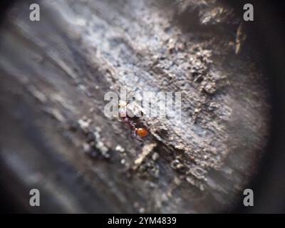 Tennessee Collaired ANT (Aphaenogaster tennesseensis) Foto Stock