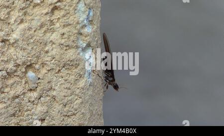 Termite di legno secco (Kalotermes flavicollis) Foto Stock