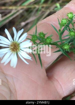 Bianco peloso oldfield aster (Symphyotrichum pilosum) Foto Stock