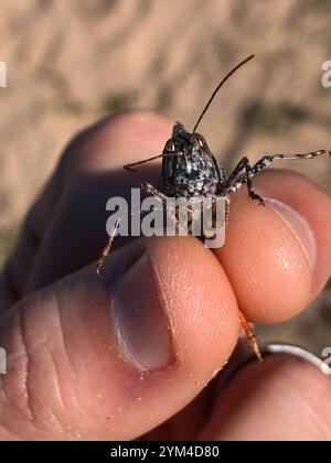 Grasshopper di sabbia a chiocciola (Spharagemon collare) Foto Stock