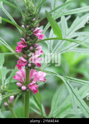 Erba madre siberiana (Leonurus sibiricus) Foto Stock