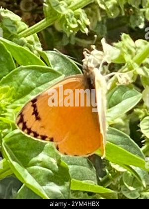 Salmone arabo grande (Colotis fausta) Foto Stock