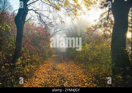 Le foglie della cascata dorata adornano un tranquillo sentiero della foresta in una mattinata di Foggy Foto Stock