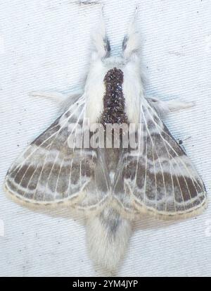 Tolype Moth grande (Tolype velleda) Foto Stock