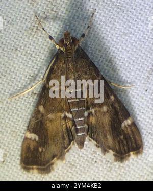 Barbabietola maculata Webworm Moth (Hymenia perspectalis) Foto Stock