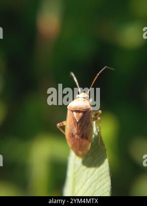 Insetto europeo macinato (Lygus rugulipennis) Foto Stock