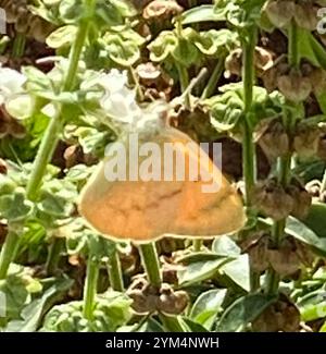 Salmone arabo grande (Colotis fausta) Foto Stock