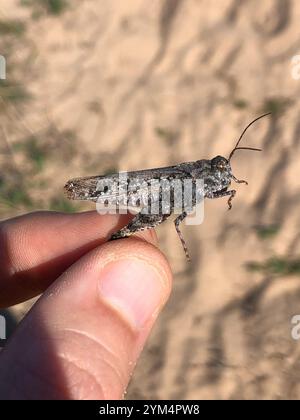 Grasshopper di sabbia a chiocciola (Spharagemon collare) Foto Stock