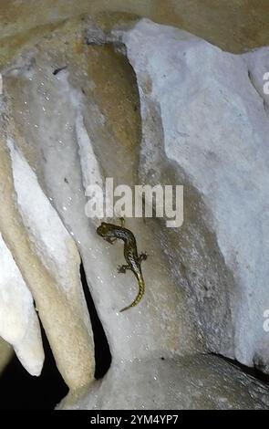 Salamandra della grotta di Strinati (Speleomantes strinatii) Foto Stock