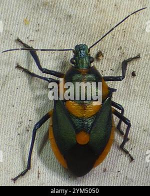 Insetto predatore della Florida (Euthyrhynchus floridanus) Foto Stock