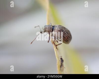 Fragole di radice (Sciaphilus asperatus) Foto Stock