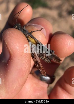 Grasshopper di sabbia a chiocciola (Spharagemon collare) Foto Stock