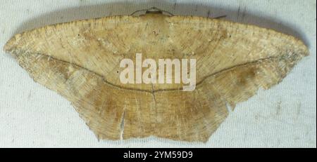 Moth spanworm acero grande (Prochoerodes lineola) Foto Stock