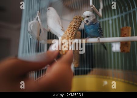 Amici colorati che si nutrono di un bastoncino di semi in una gabbia Foto Stock