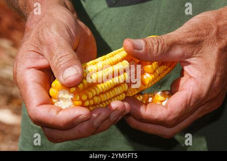 orecchio giallo di mais in mani contadine Foto Stock
