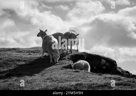 Pecore bianche e nere in Scozia Foto Stock