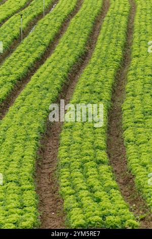 Piantagione di lattuga in fattoria brasiliana familiare Foto Stock