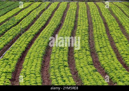 Piantagione di lattuga in fattoria brasiliana familiare Foto Stock