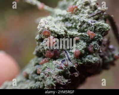 Brown Beret Lichen (Baeomyces rufus) Foto Stock