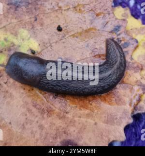 Frassino nero Slug (Limax cinereoniger) Foto Stock