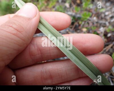 Monte Deathcamas (Anticlea elegans) Foto Stock