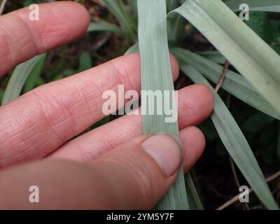 Monte Deathcamas (Anticlea elegans) Foto Stock