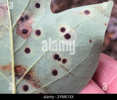 Macchia di foglie di tulipani (Resseliella liriodendri) Foto Stock