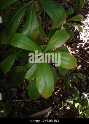 Mirtillo (Ardisia escallonioides) Foto Stock