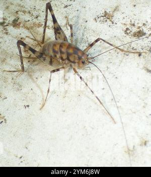 Cricket di cammello in serra (tachicines asynamorus) Foto Stock