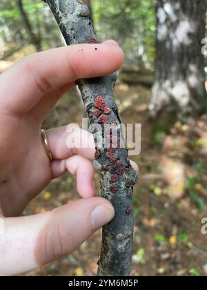 Fungo cerebrale dell'albero rosso (Peniophora rufa) Foto Stock