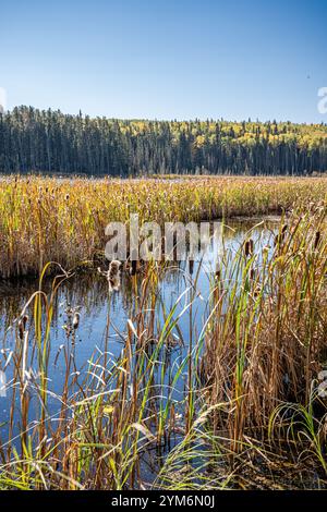 Un campo di erba alta con un fiume che scorre attraverso di esso. L'erba è marrone e secca, e l'acqua è calma. La scena è tranquilla e serena, con la S. Foto Stock