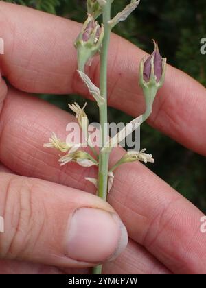 Monte Deathcamas (Anticlea elegans) Foto Stock