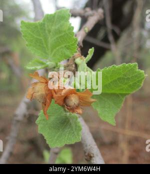 Pere selvatiche sudafricane (Dombeya rotundifolia) Foto Stock